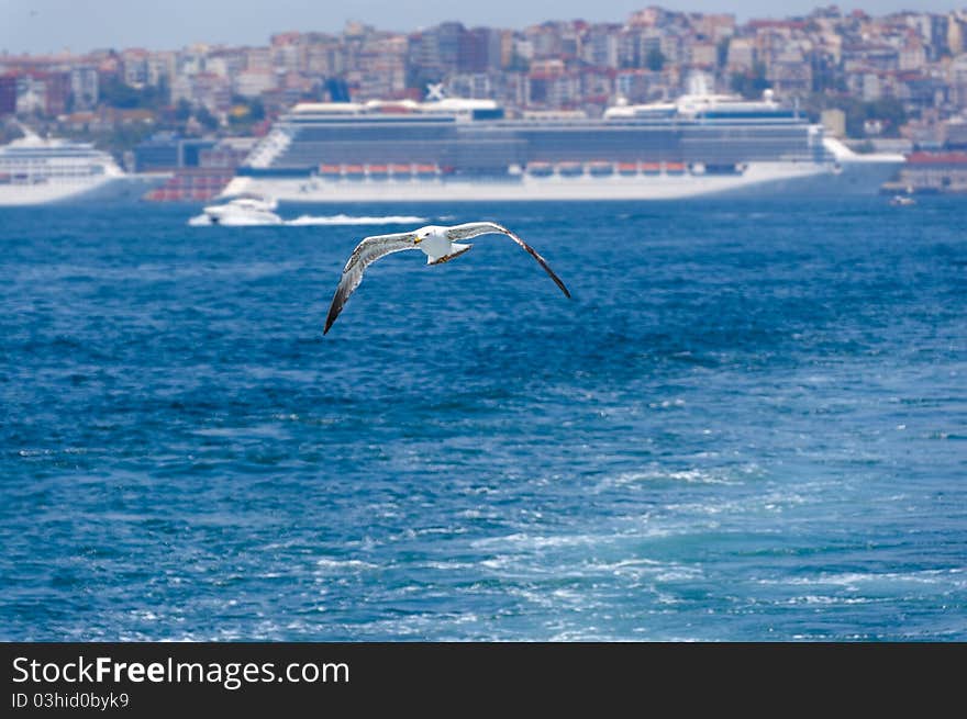 Beautiful seagull on Istanbul background. Beautiful seagull on Istanbul background