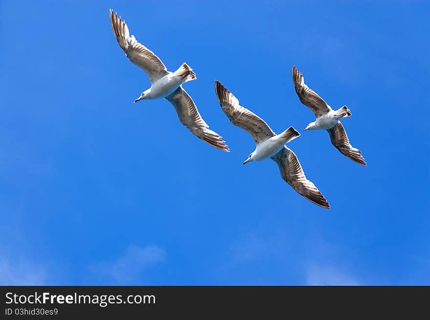 Three seagulls on blue sky background