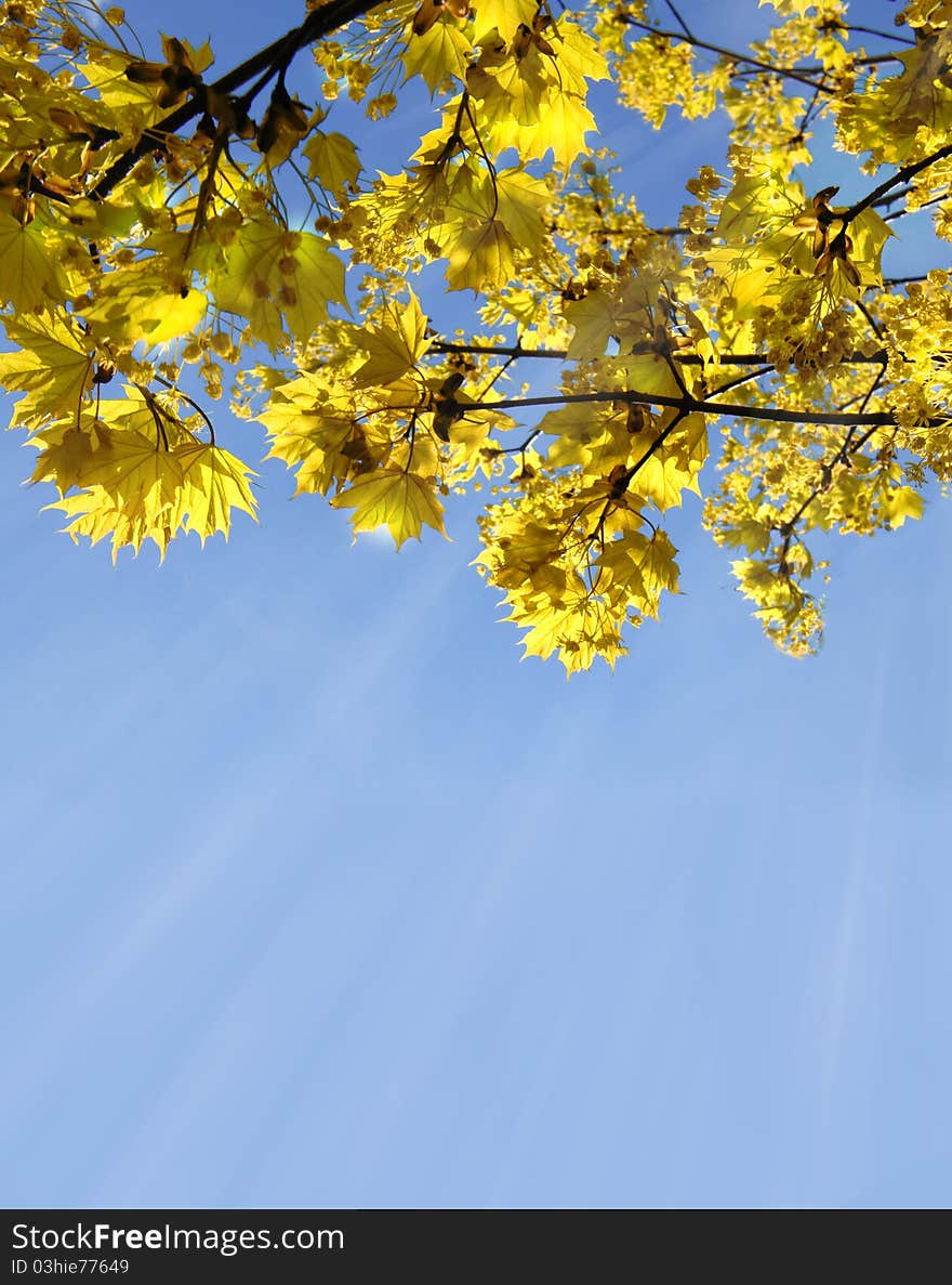 Autumn, Yellow branch with leafs. Autumn, Yellow branch with leafs