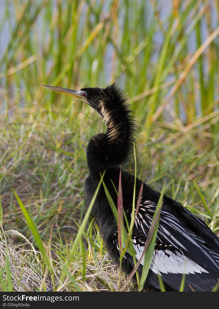 Anhinga looking out