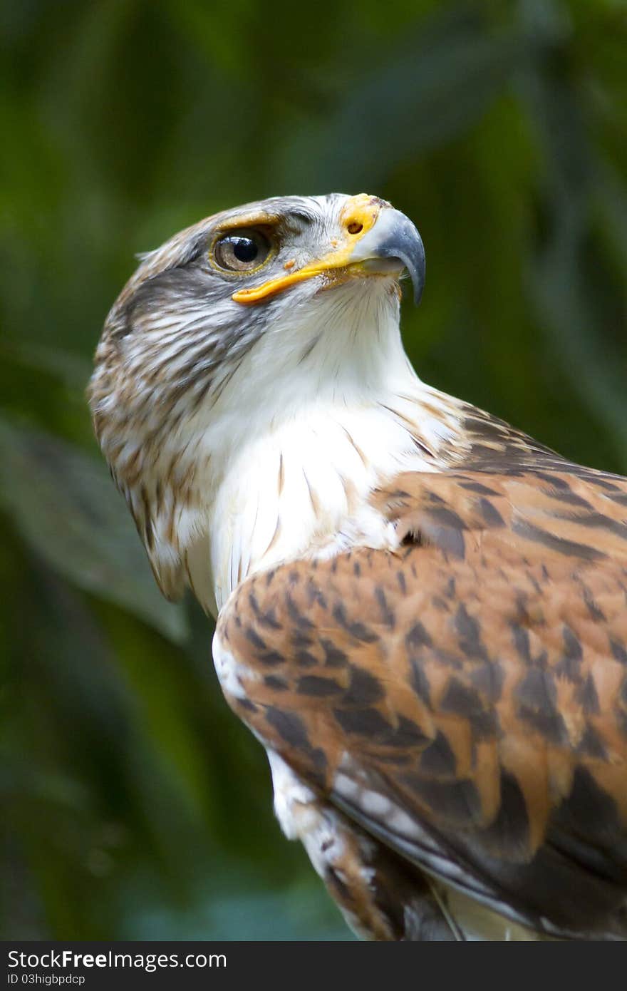 Ferruginous Hawk looking up into the sky. Ferruginous Hawk looking up into the sky