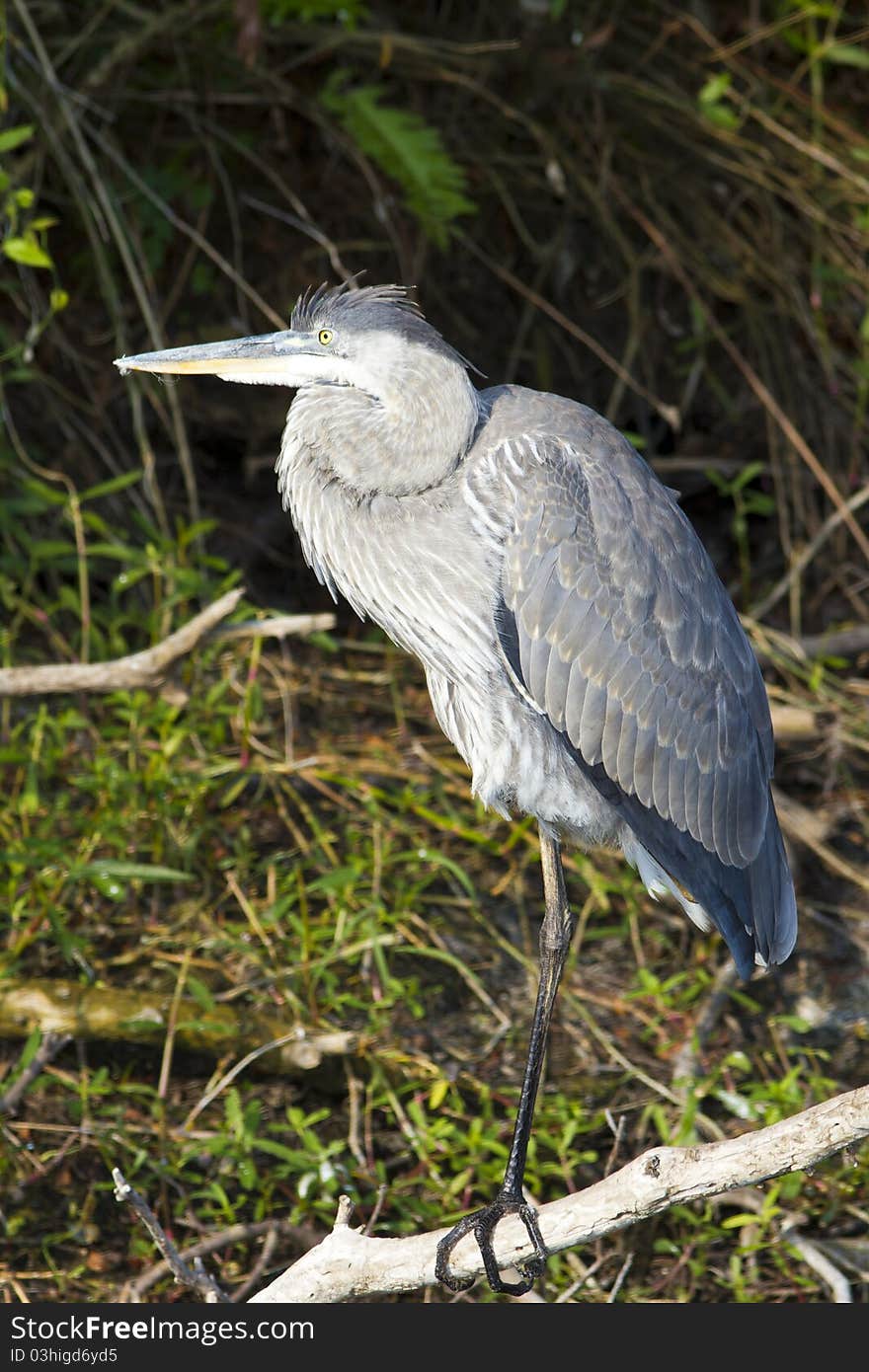 Juvenile Great Blue Heron standing in the Everglades