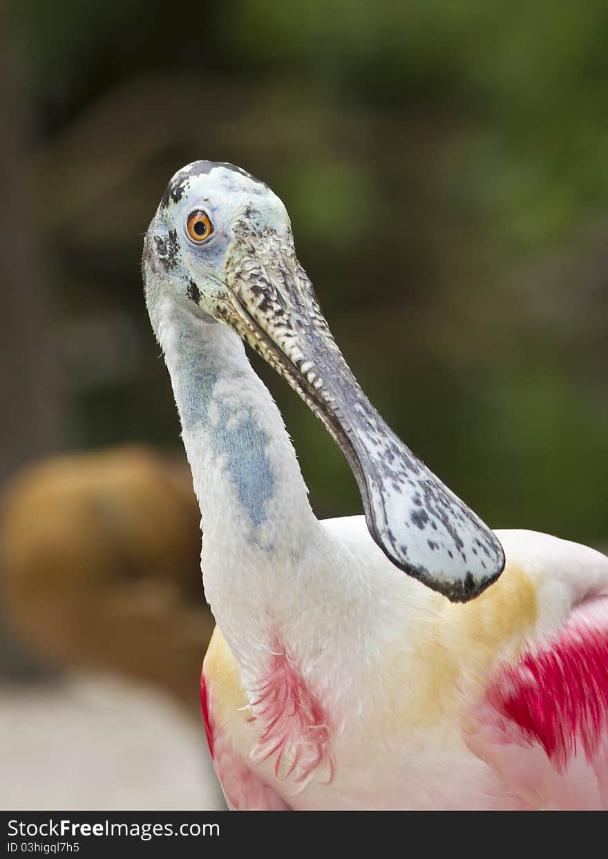 Adult Roseate Spoonbill portrait close up