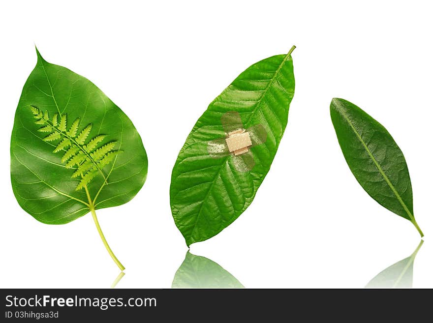 Green leaf isolated on white background