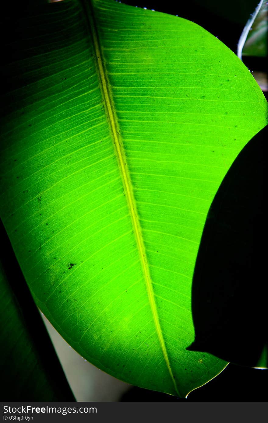 Green fresh leafs at black background. Green fresh leafs at black background