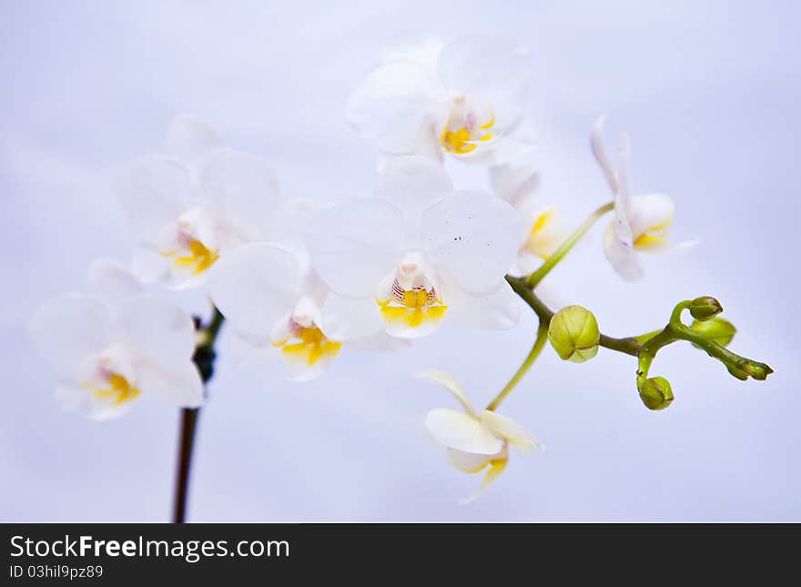 White orchid