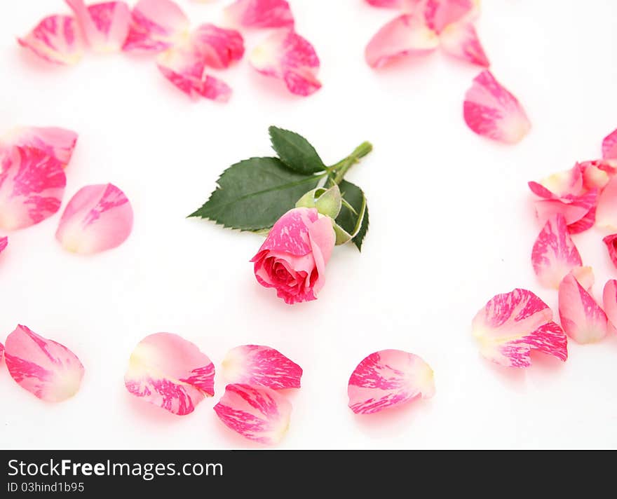 Pink roses on a white background