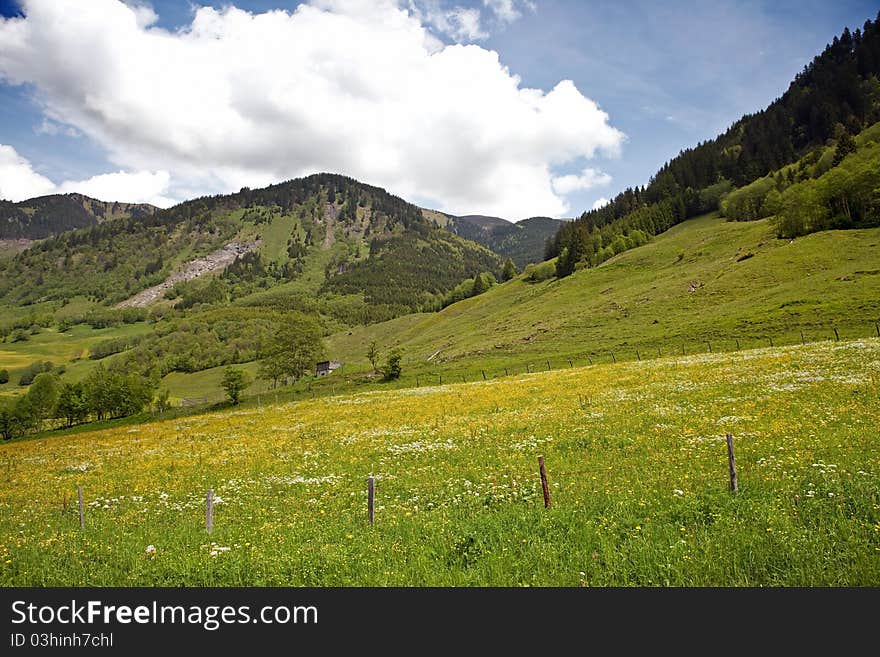 Flower meadow