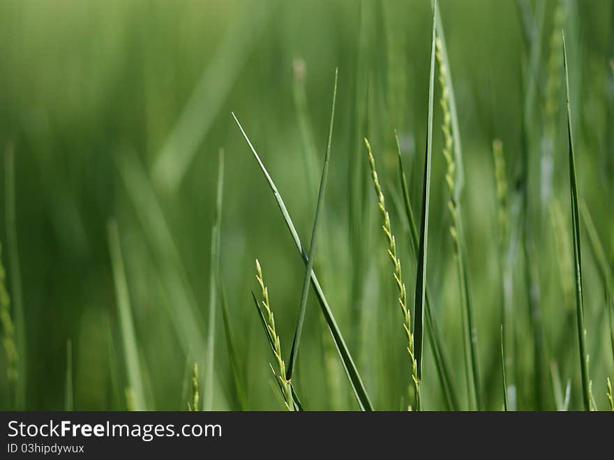 New grass in a field.