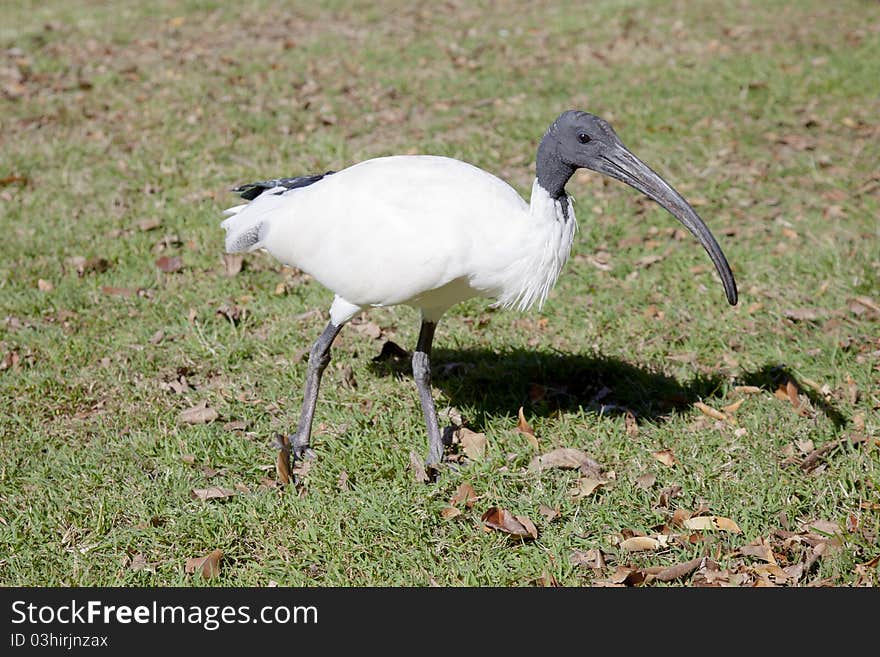 Closeup of an Australian White Ibis on the ground. Taken in a Brisbane park Queensland, Australia. Closeup of an Australian White Ibis on the ground. Taken in a Brisbane park Queensland, Australia