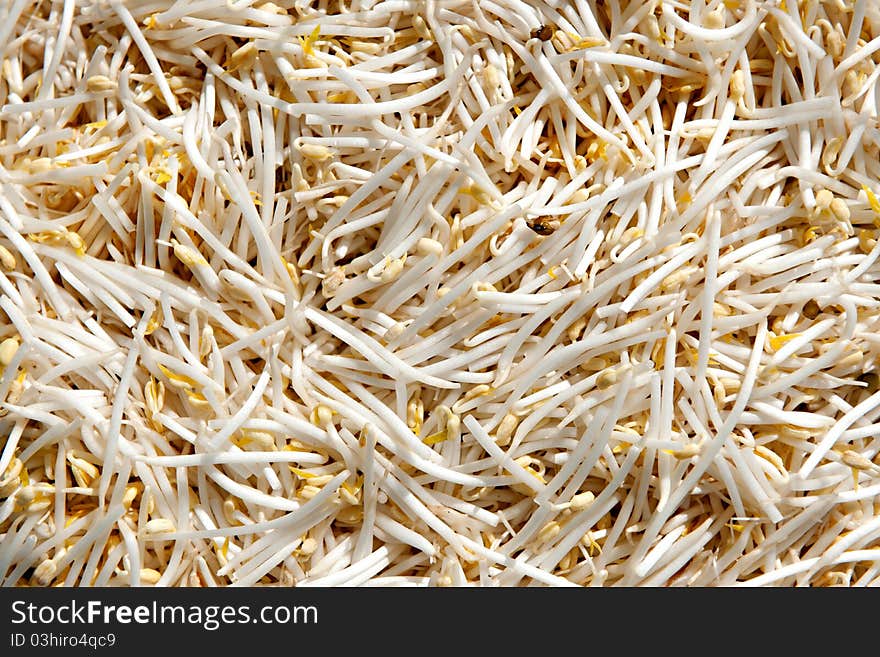 Many raw small Bean Sprouts