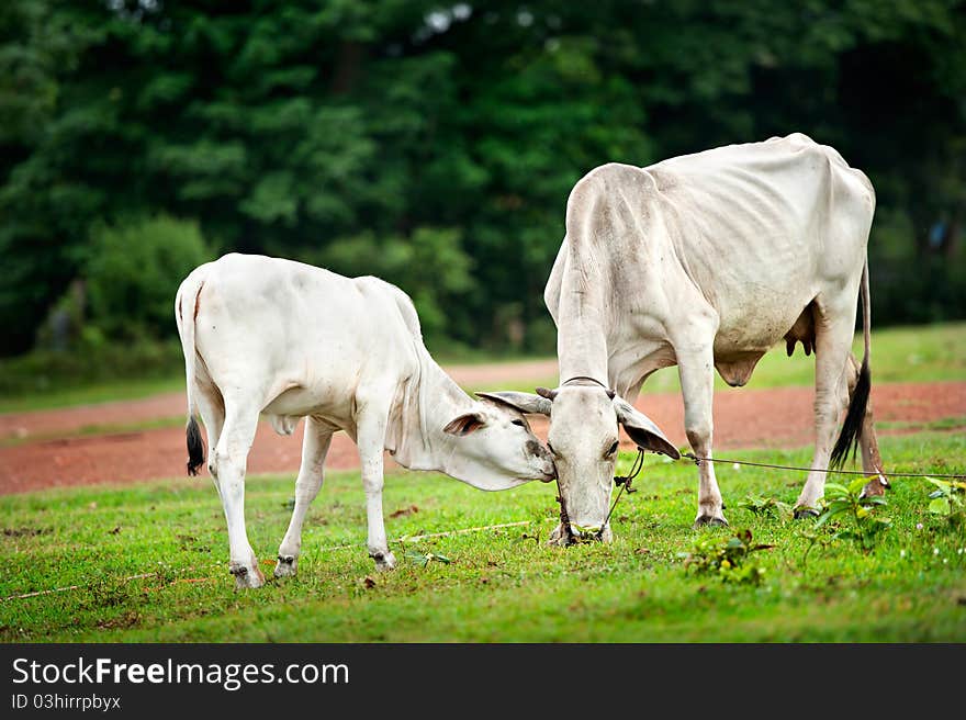 Two cow eating grass in farm