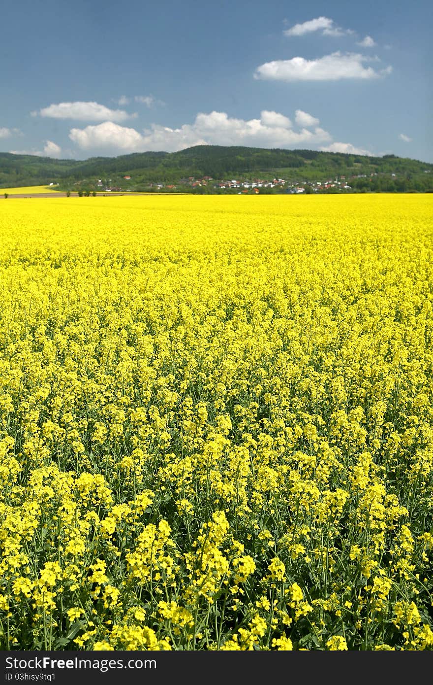 A field with flowering yellow oilseed rapeseed