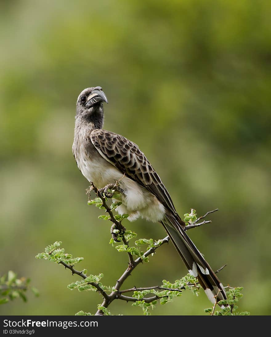 Pleasing portrait of a Grey Hornbill