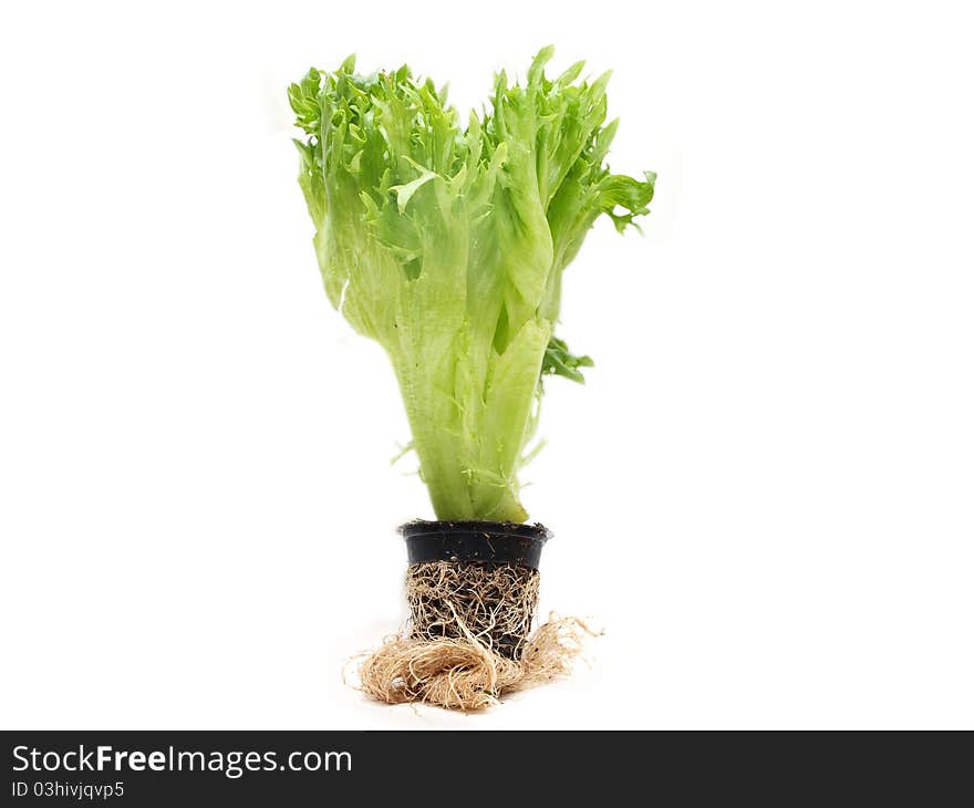 Lettuce in a pot, isolated towards white background