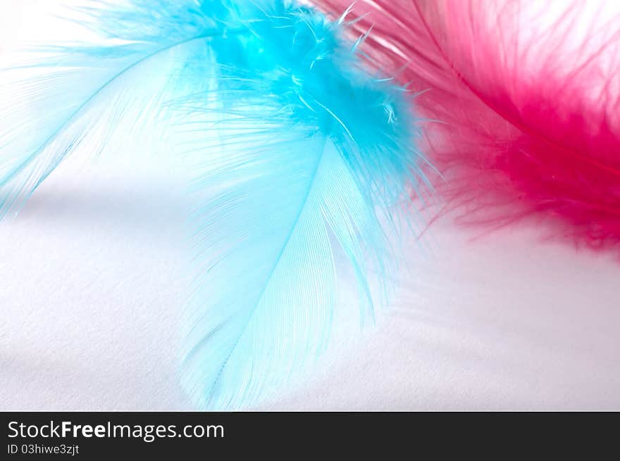 Feathers, isolated on white background