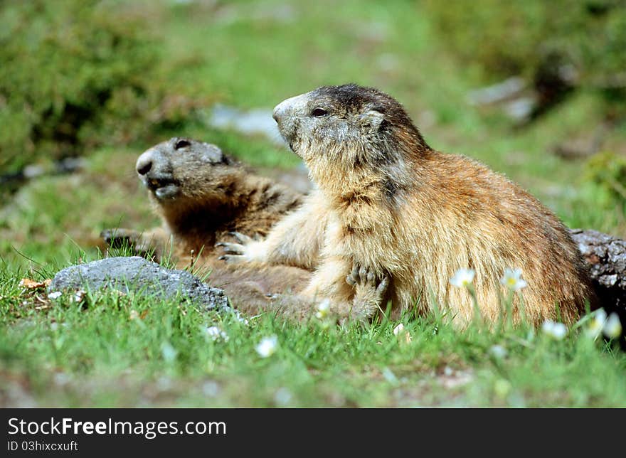 Marmots playing fight