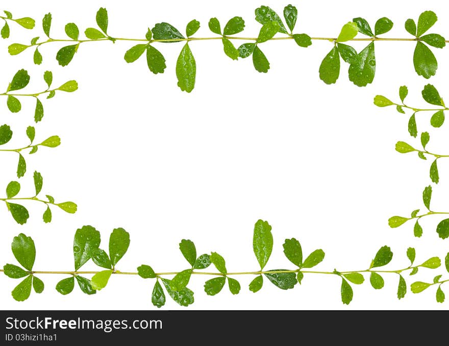 Green leaves with water drop on white background