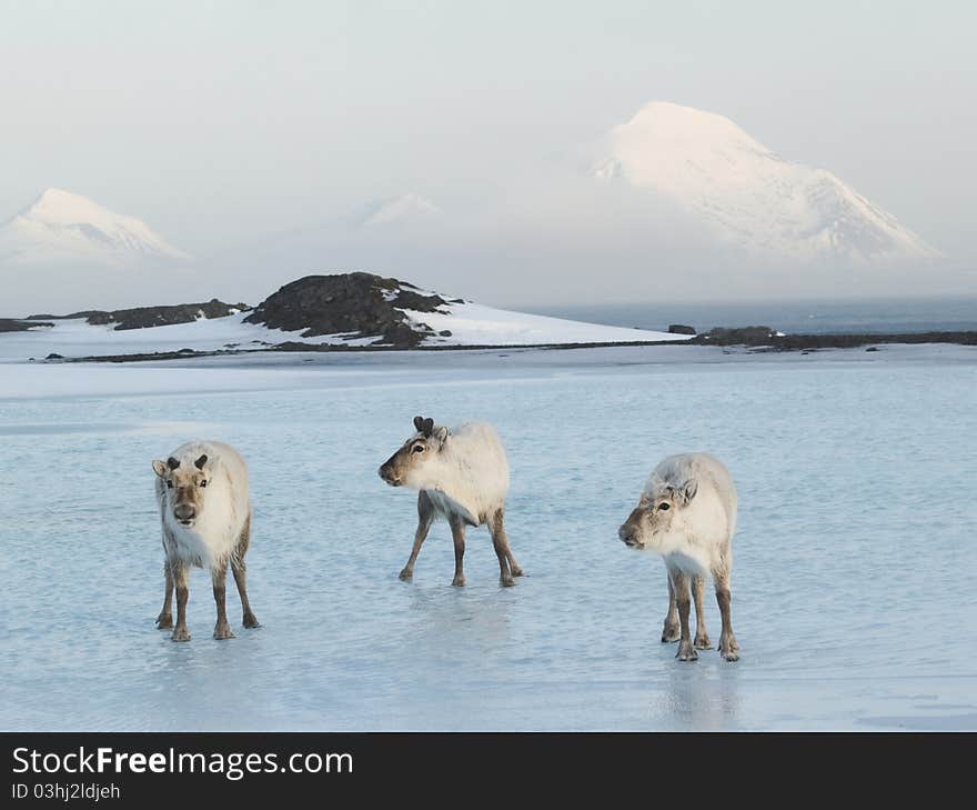 Three Arctic musketeers - wild reindeers