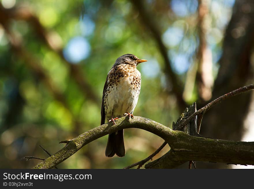 Fieldfare