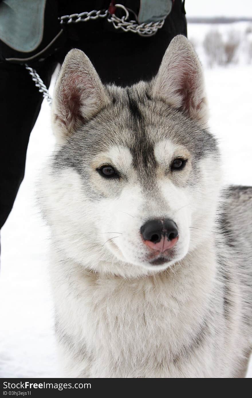 Husky dog