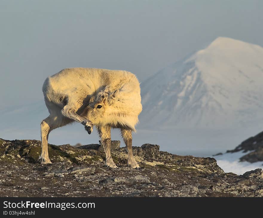 Wild Svalbard reindeer portrait