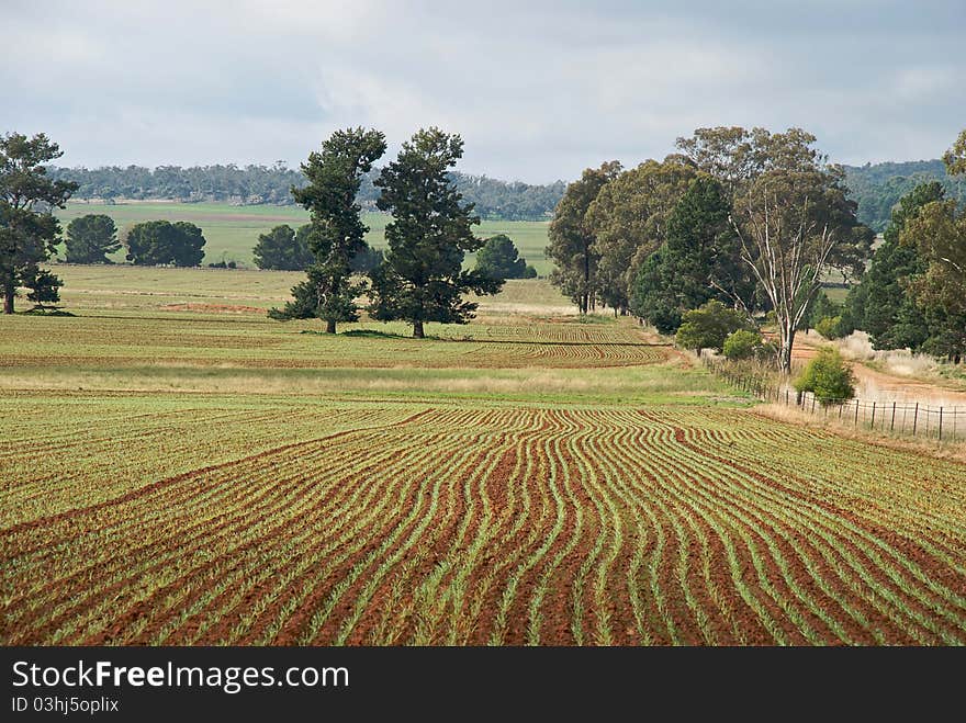 A dirt road wanders through farm land. A dirt road wanders through farm land