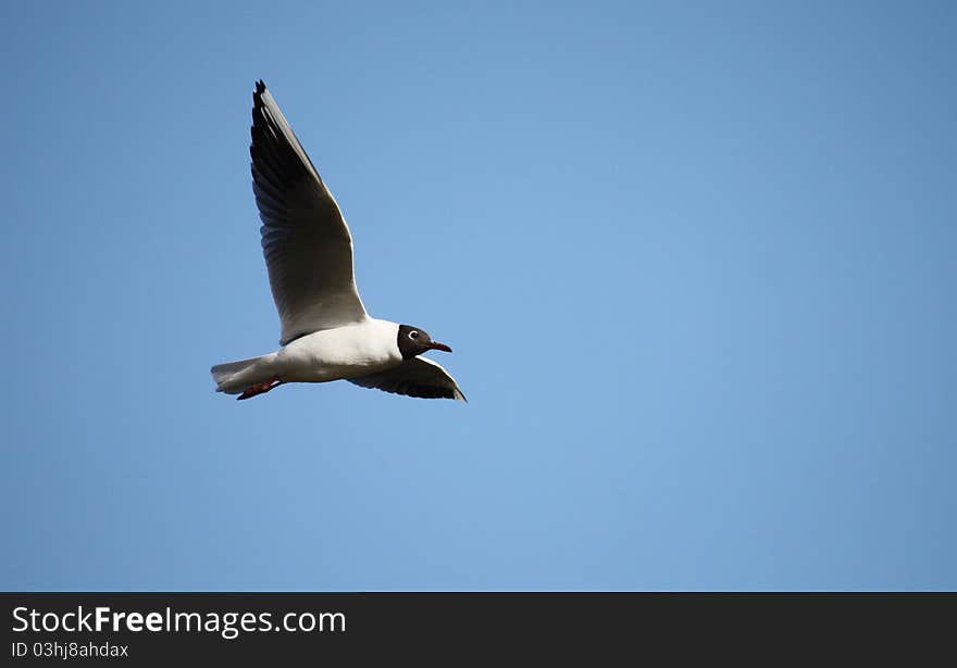 Black Headed Gull.