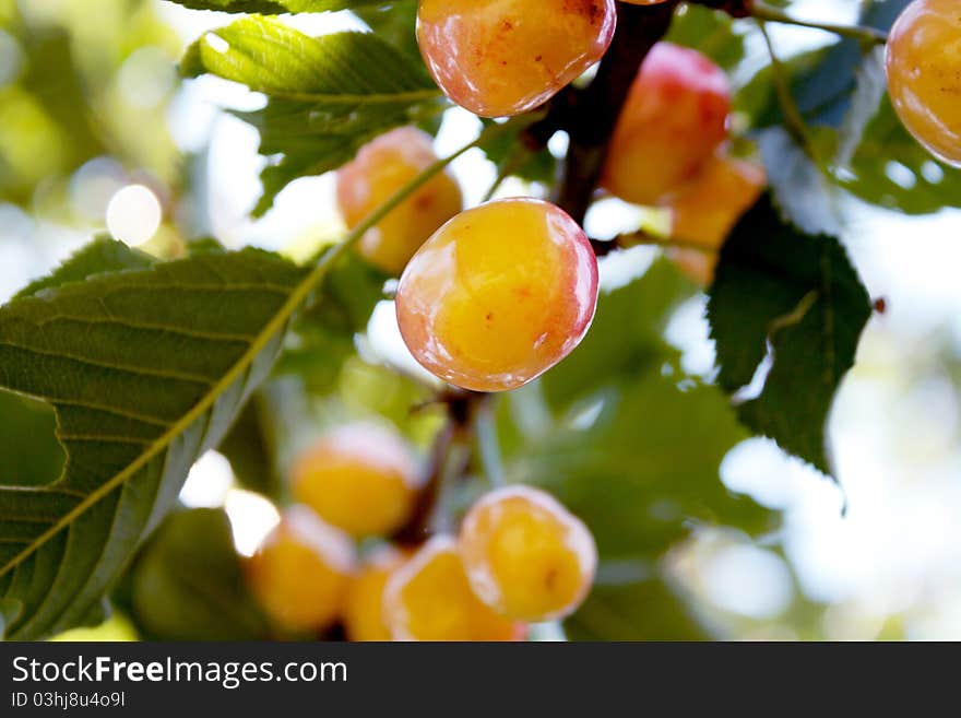 Yellow cherry in sunlight