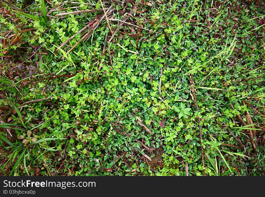 Green Grass Background Picture