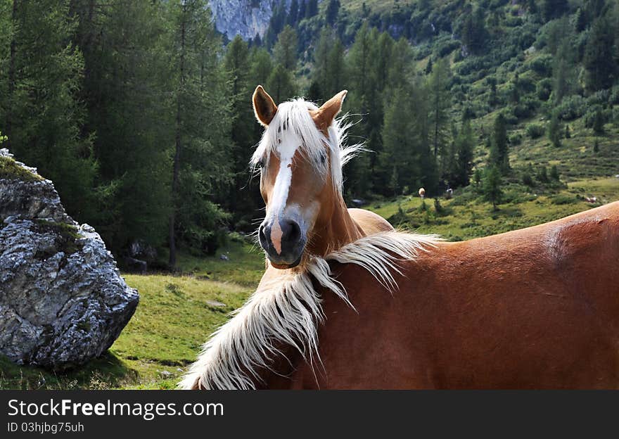 Photo taken in Trentino Alto Adige, horses at liberty. Photo taken in Trentino Alto Adige, horses at liberty