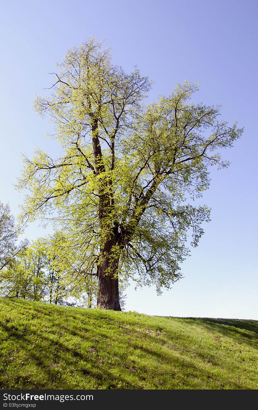 Old lime covered with new spring leaves on the green hill. Old lime covered with new spring leaves on the green hill.