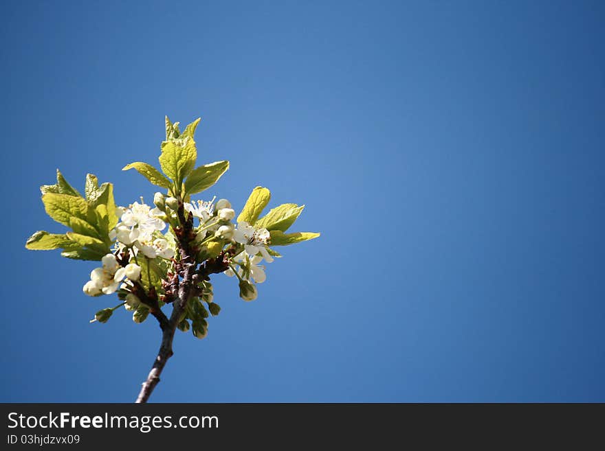 Apple tree Blossoming in spring