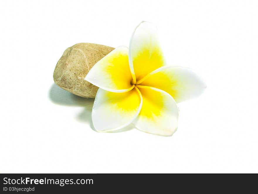 Frangipani On White Background .