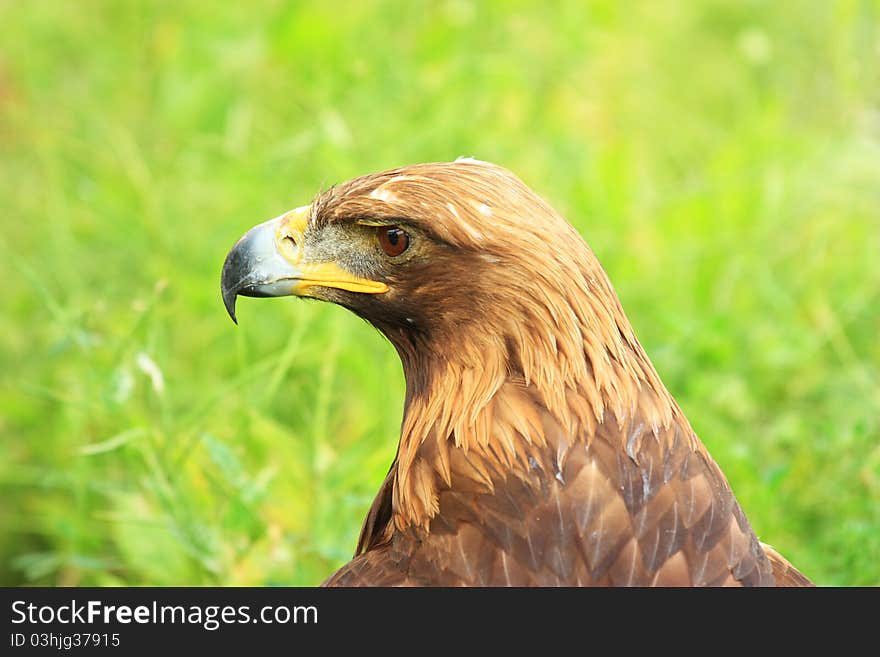 The isolated portrait of hawk. The isolated portrait of hawk