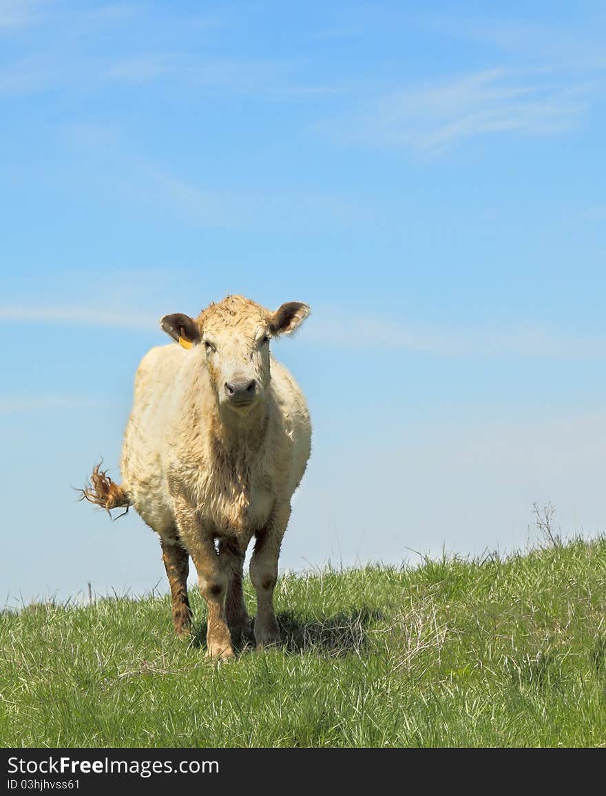 Cow in Pasture