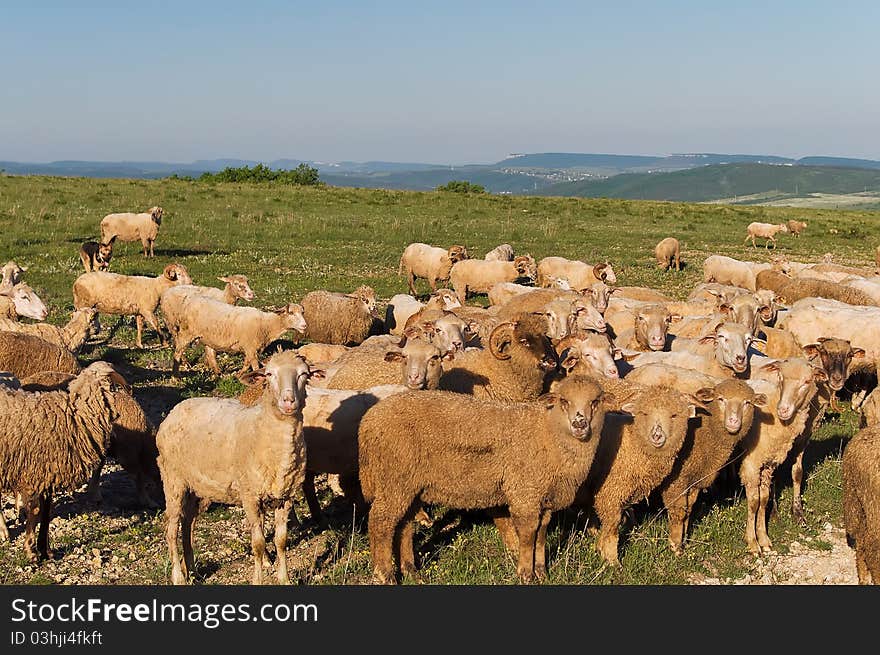 Flock of sheep in the early morning in the mountains of Crimea, Ukraine