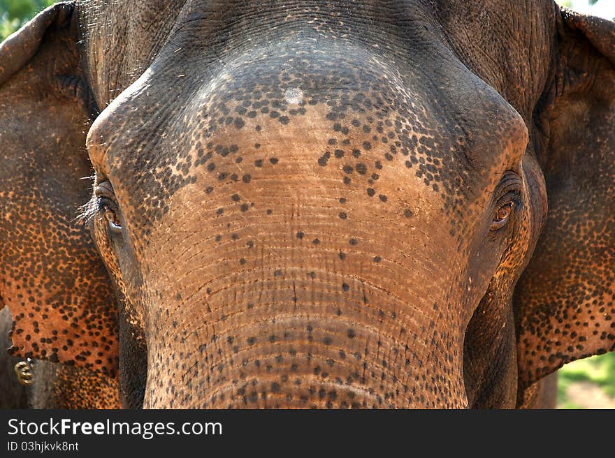 Face of Asian Elephant, or Indian, Kerala, South India