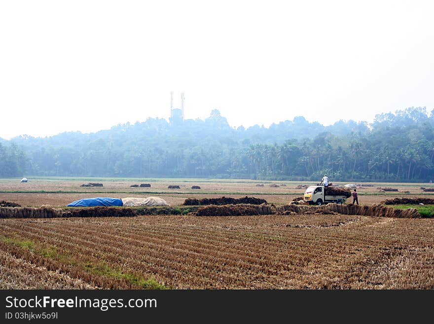 Hay Loaded Truck In The Middle Of Paddy Field