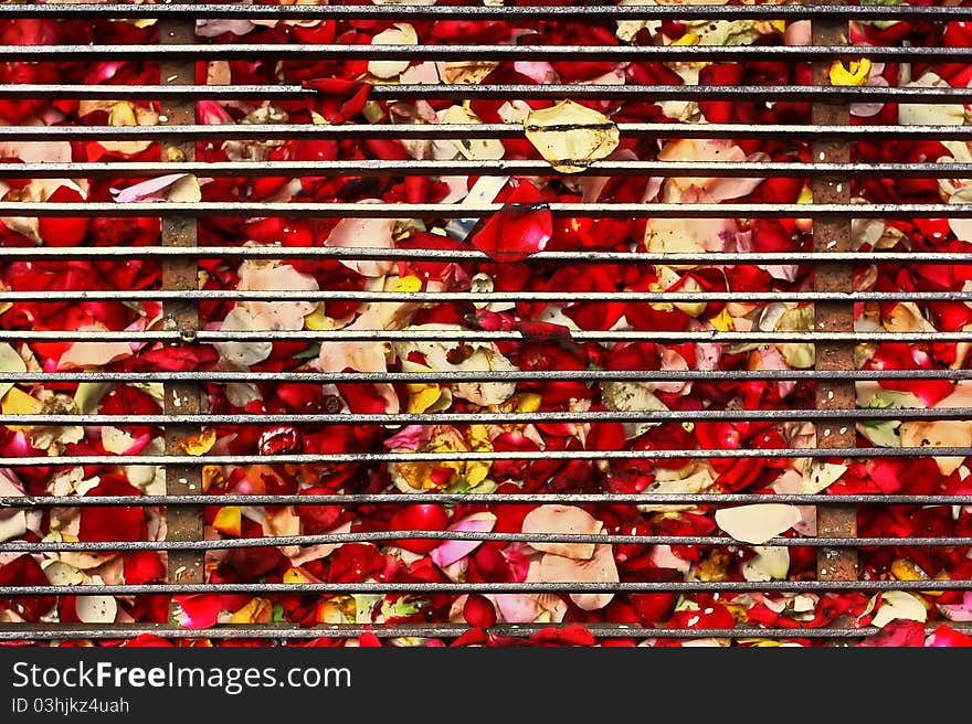 Flower blossom behind the bars