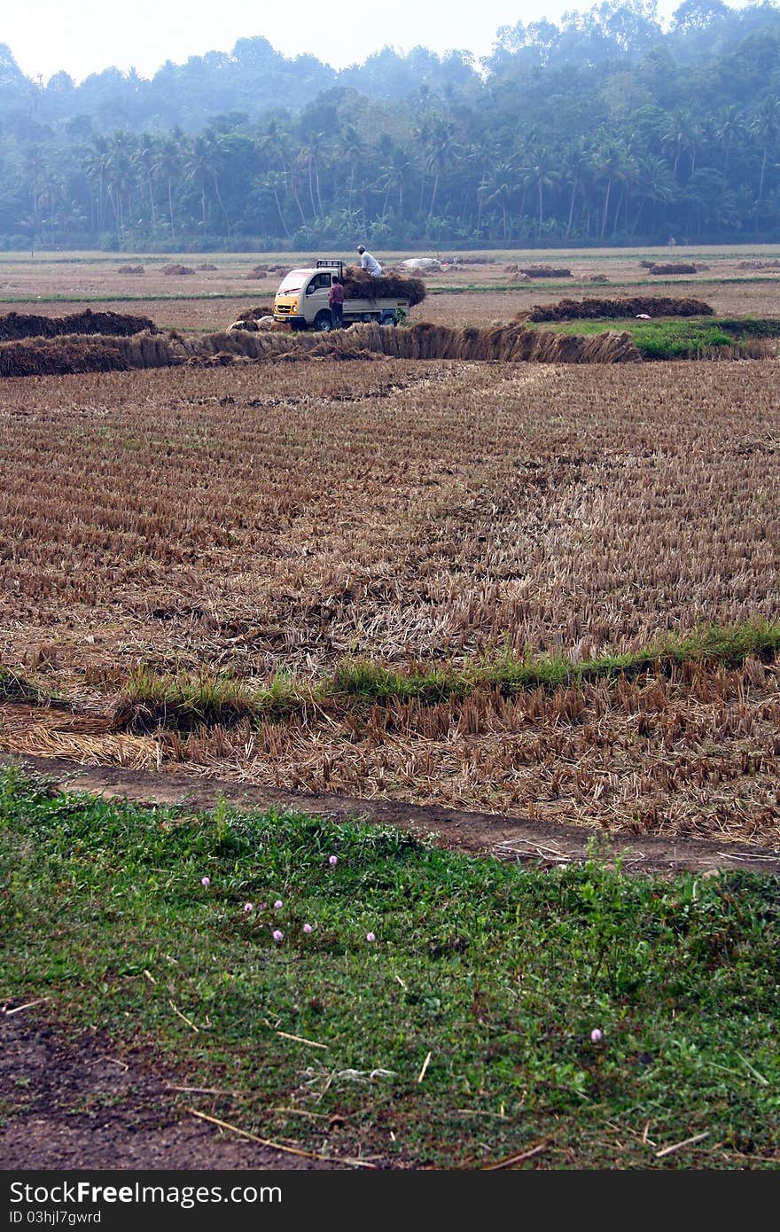 Hay Loaded Truck in the middle of agriculture farm