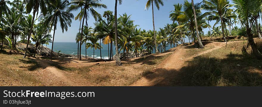 Coconut Palms