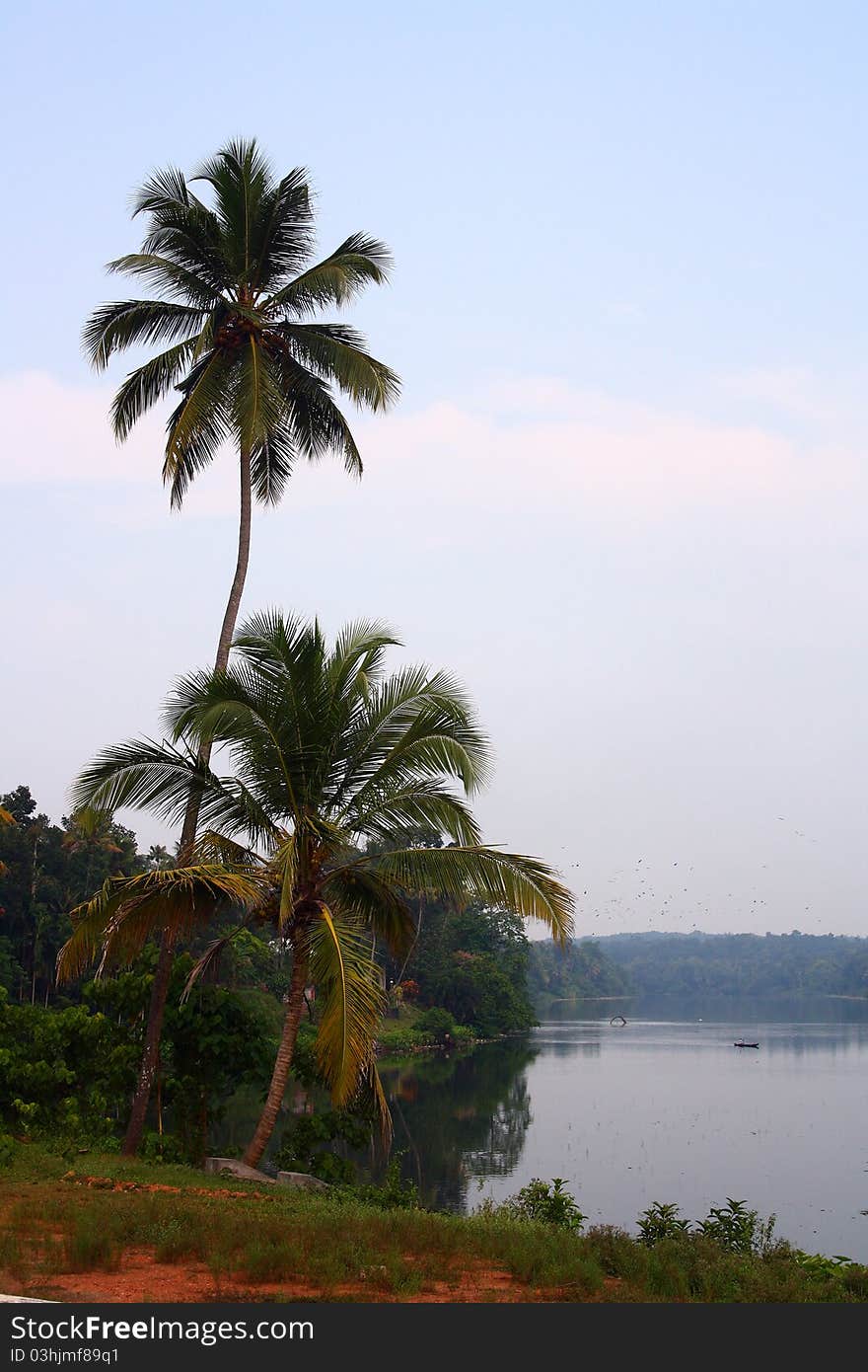 Coconut Trees With Moovattupuzha River Background