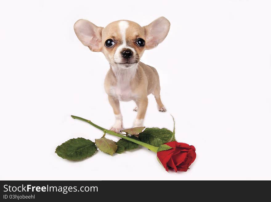 Cute chihuahua puppy with red rose on white background. Cute chihuahua puppy with red rose on white background.