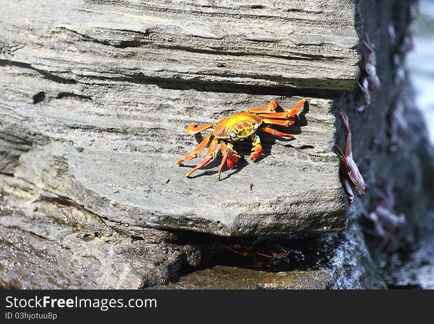 Crab on the rock in Galapagos