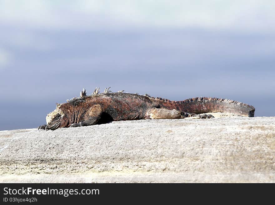 Iguana from Galapagos island, Equador