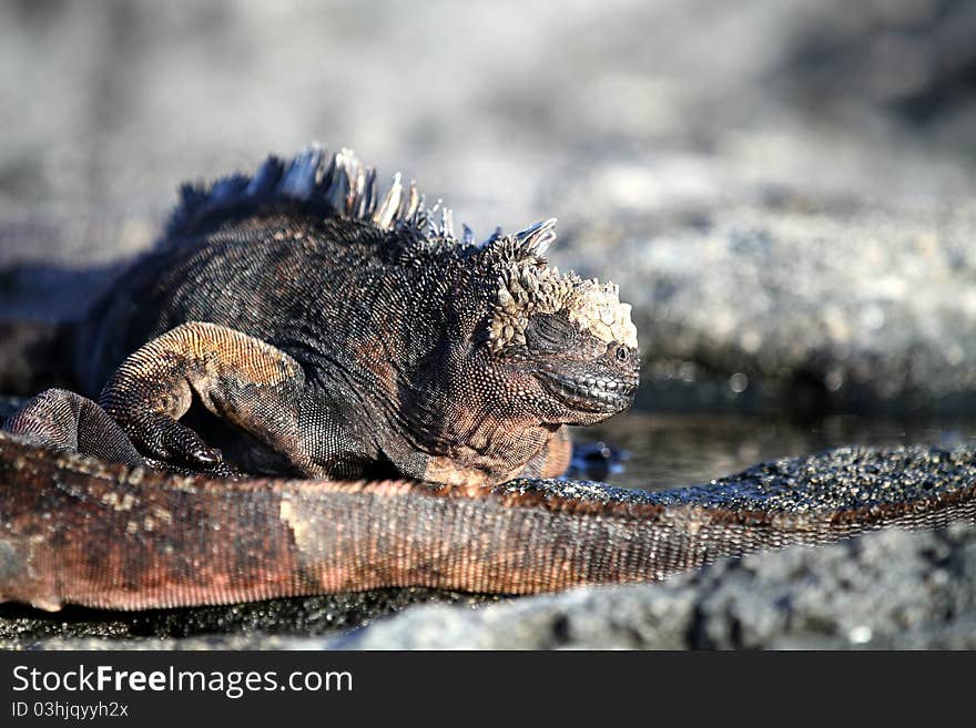 Iguana from Galapagos island, Equador