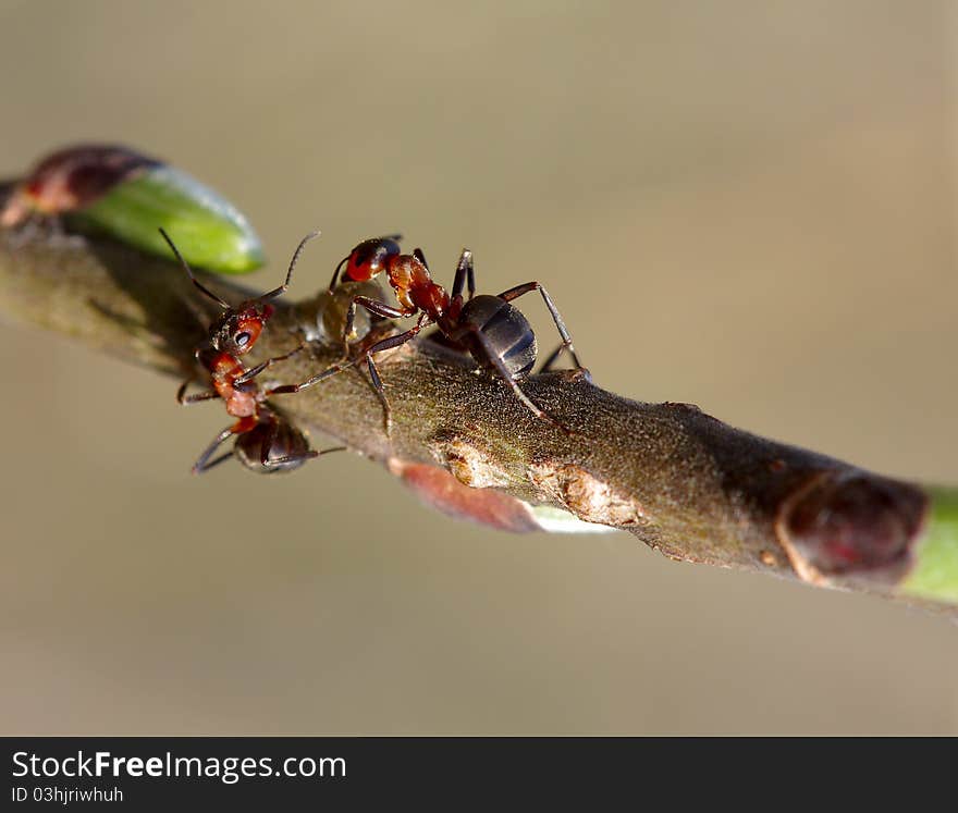 Two forest ants on the branch worry about the aphid