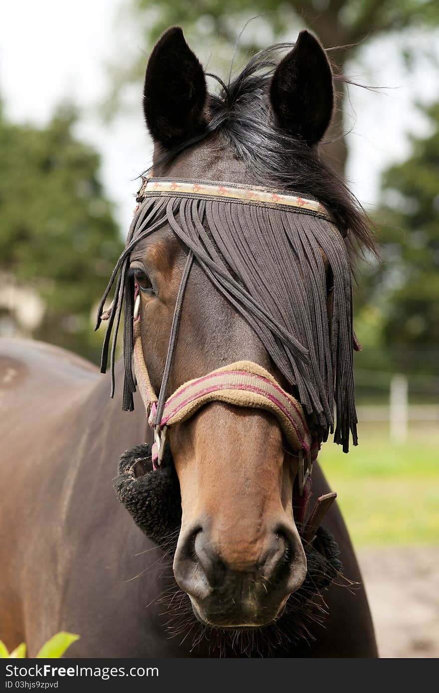 Chestnut brown horse on a farm. Chestnut brown horse on a farm