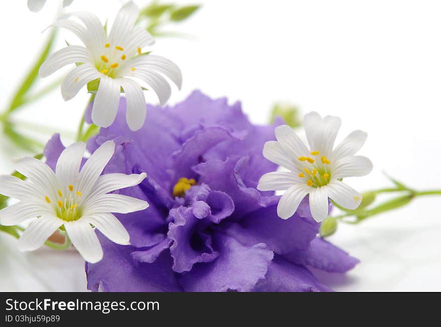 Spring flowers against the white background. Spring flowers against the white background